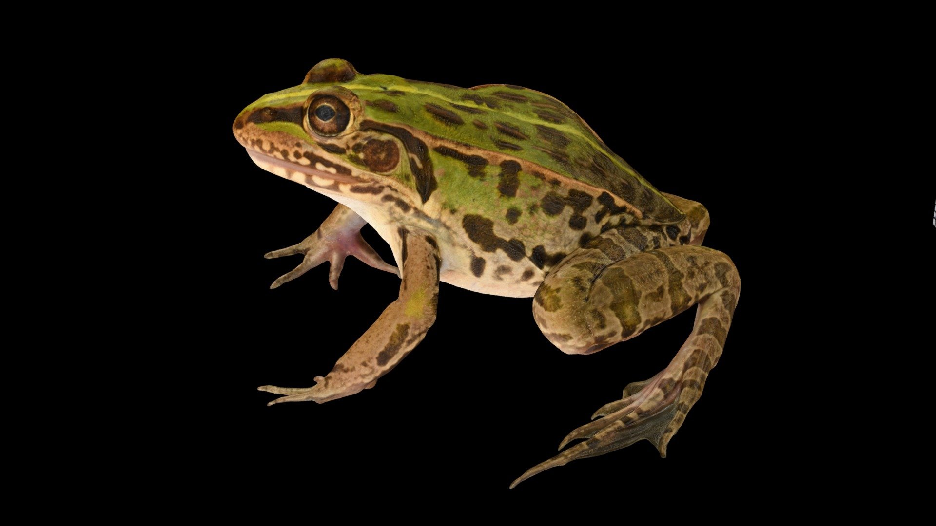 CC0 トノサマガエル 🐸 ♂ Black-spotted Pond Frog - Download Free