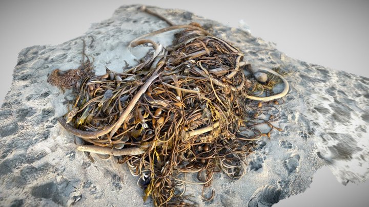 Scan of Kelp and Seaweed on sand beach 3D Model