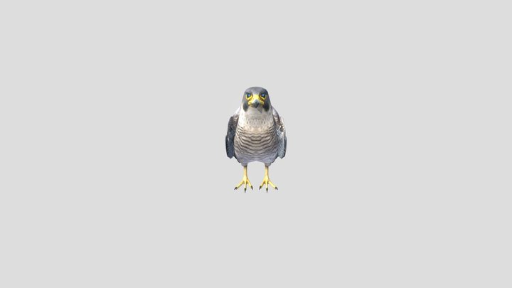 Falcon_ Merged Animations 3D Model