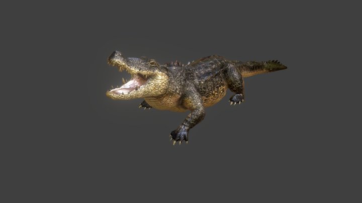 Crocodile-attack 3D Model