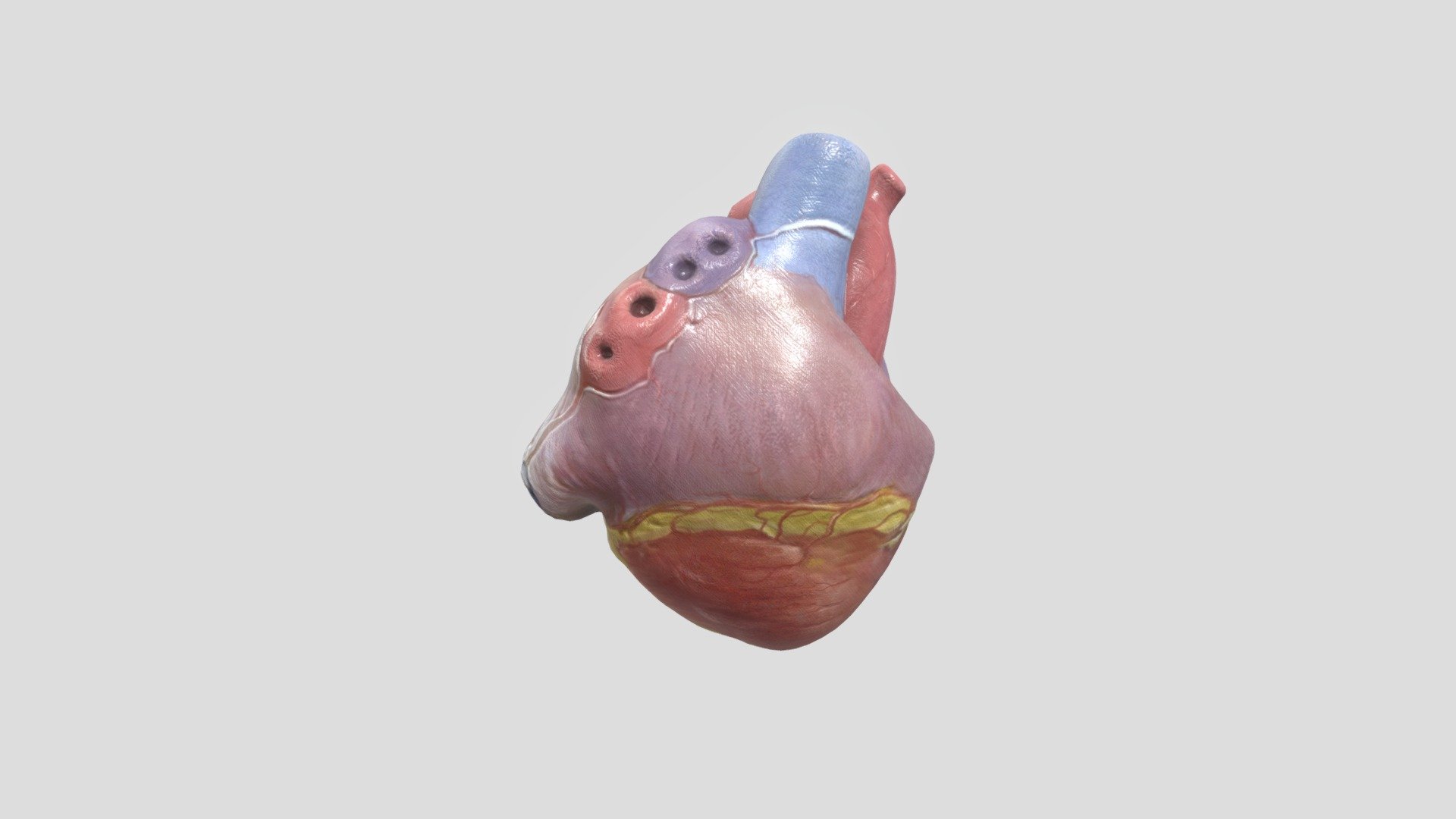Heart model
