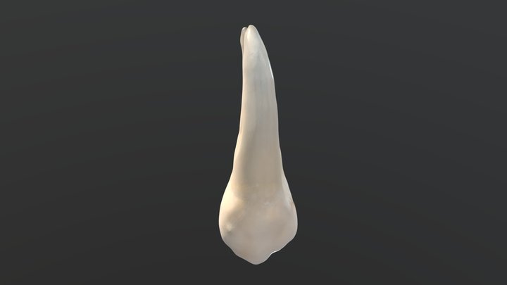 Primer premolar maxilar derecho (1.4) 3D Model
