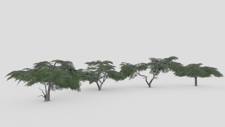 Acacia Tree- Pack- 4 3D Model