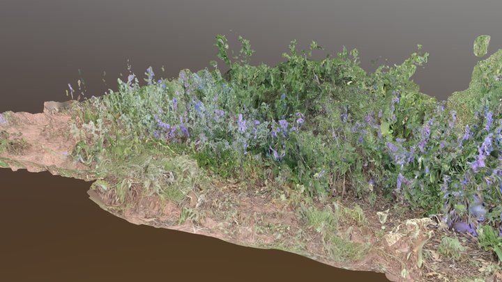 Blue Flowers 3D Model