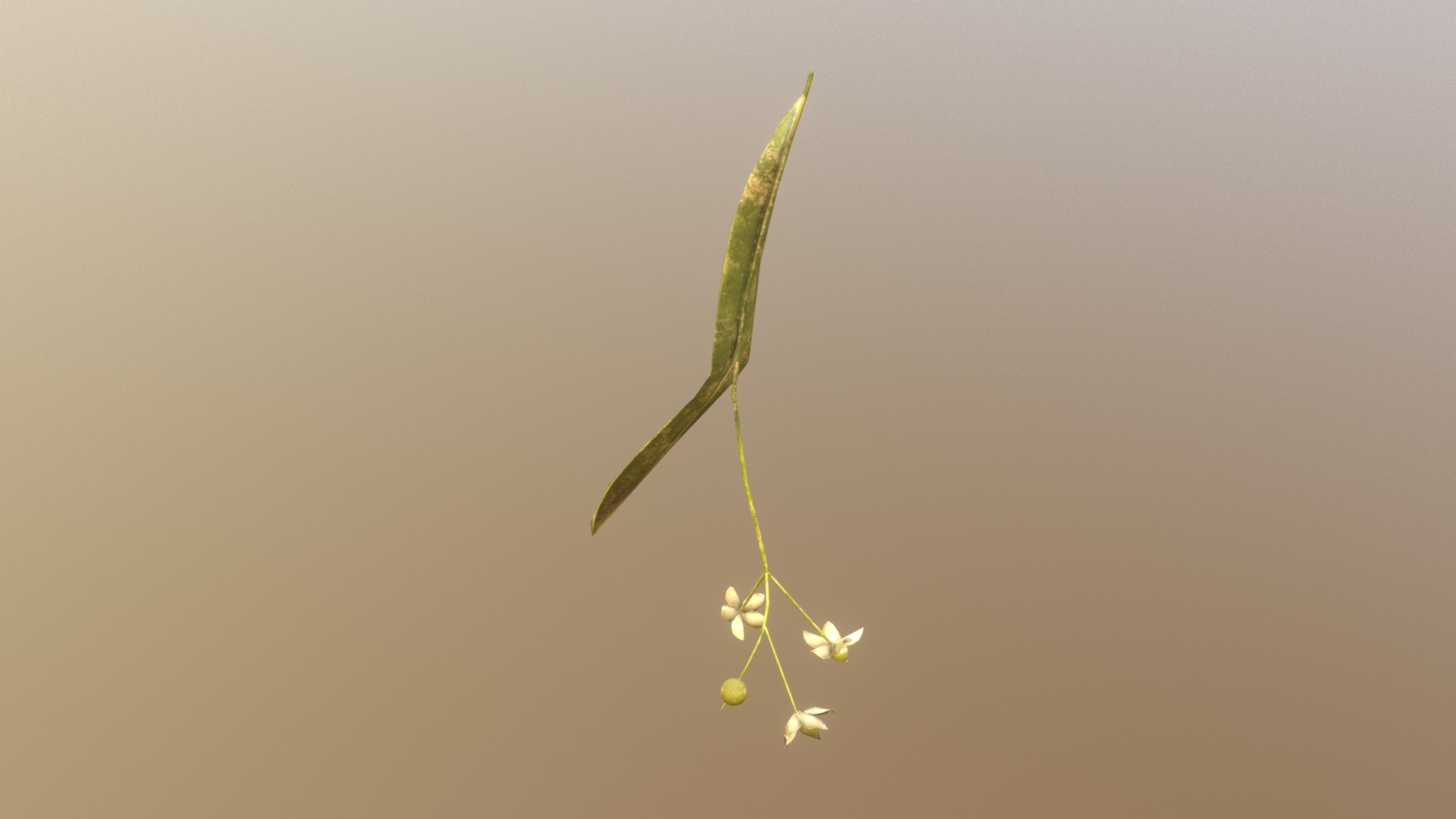 3D model Linden Flower - This is a 3D model of the Linden Flower. The 3D model is about a green plant with white flowers.