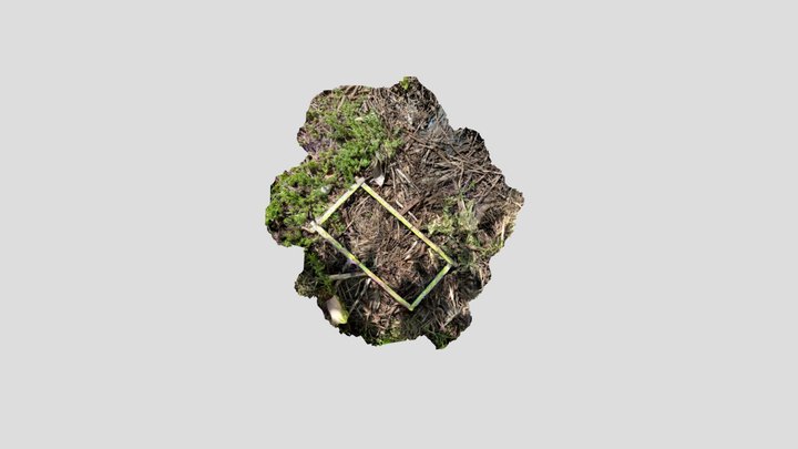 Woody debris track 19 May 2023 3D Model