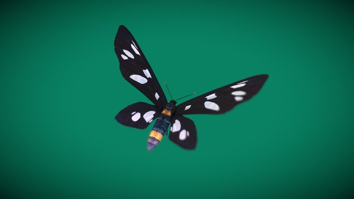 Nine Spotted Moth