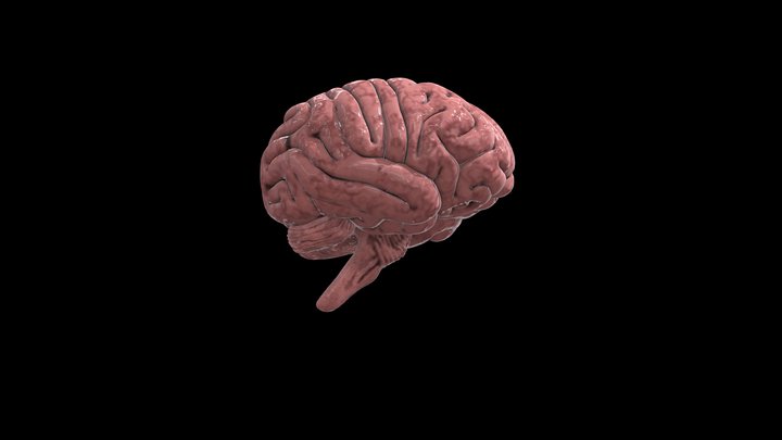 Human Brain 3D Model