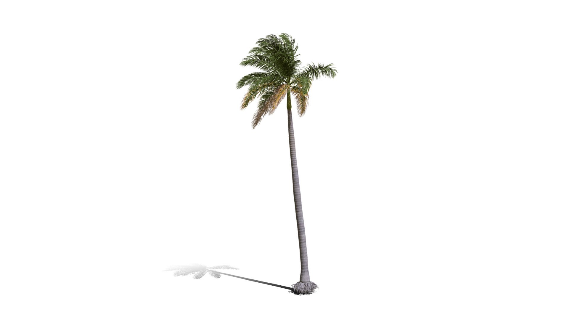 Realistic HD Royal palm (24/25) — Sketchfab embed 3D viewer