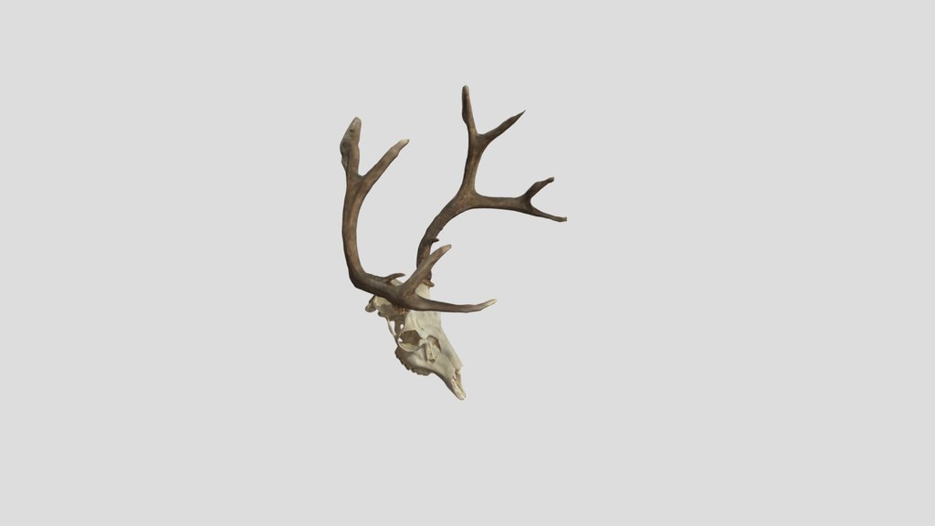 White Deer Skull With Brown Antlers白色鹿头骨配棕色鹿角