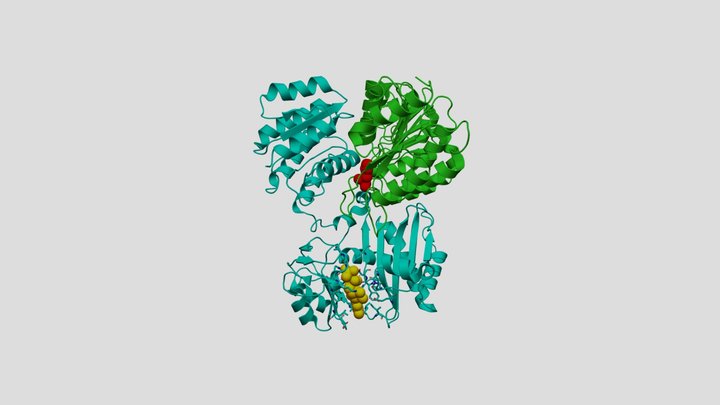 Succinly CoA synthase + GDP 3D Model