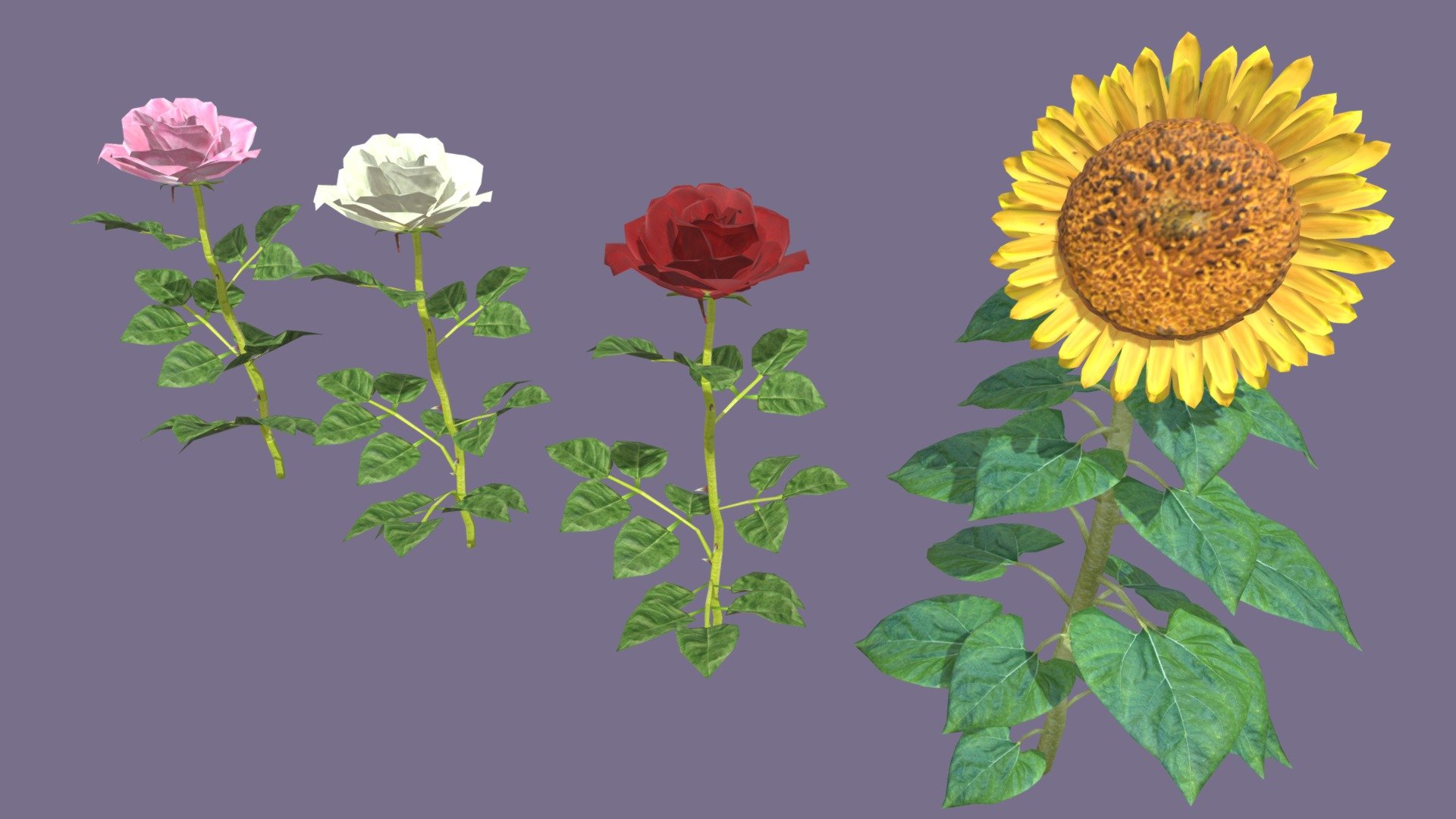 Flowers（Rose and Sunflower）