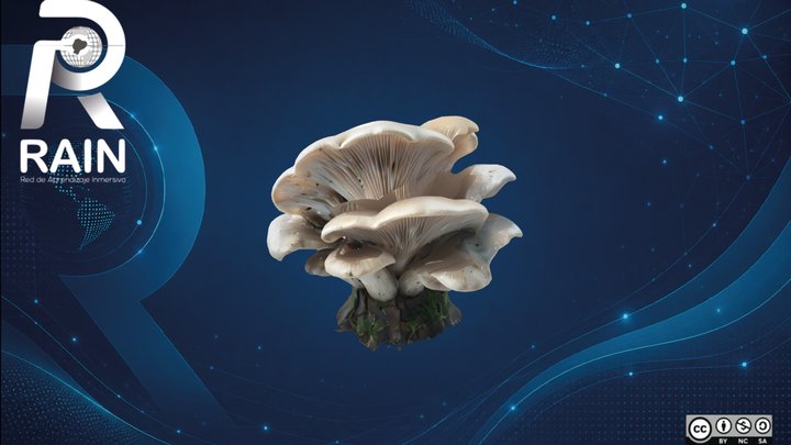 Enoki (Flammulina Velutipes) – Free 3D Model STL