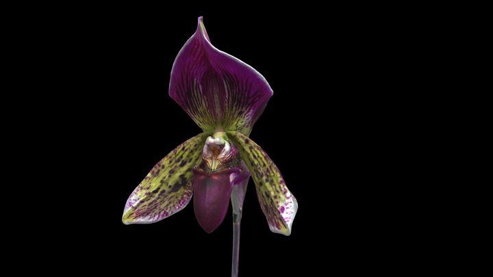 Orchid 3D Model