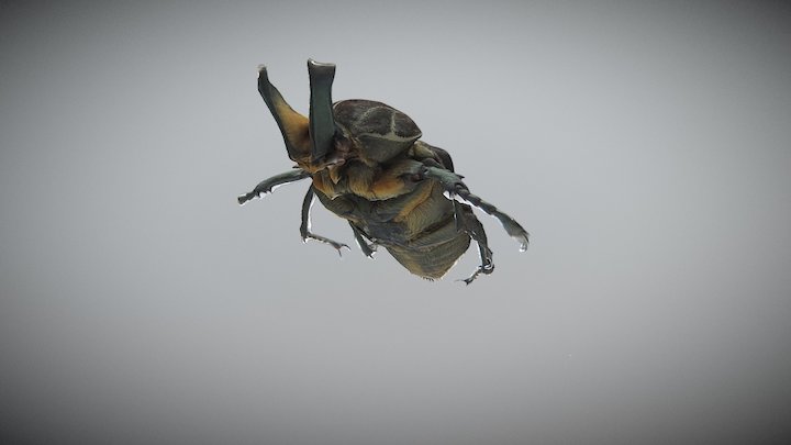 Escarabajo 3D Model