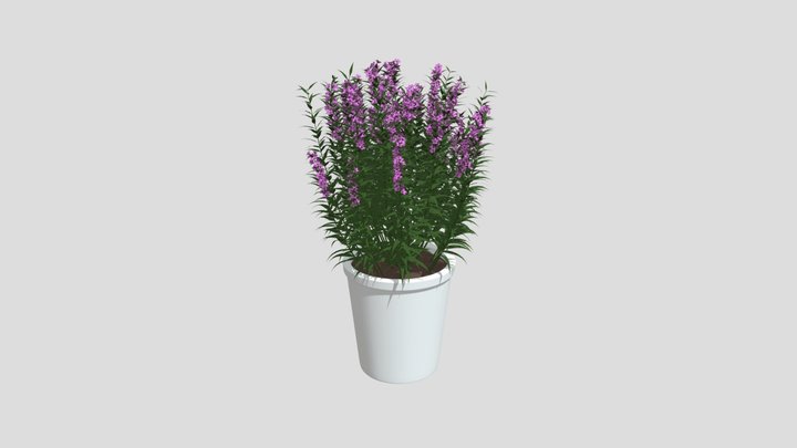 Plant ANGELFACE PIN Pot 3D Model
