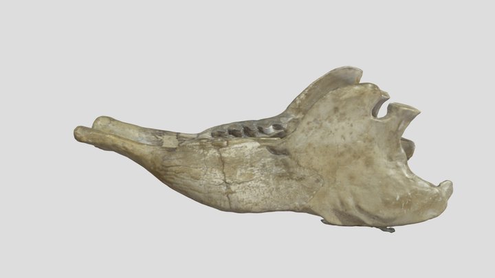 Sloth dentary Scelidotherium 3D Model