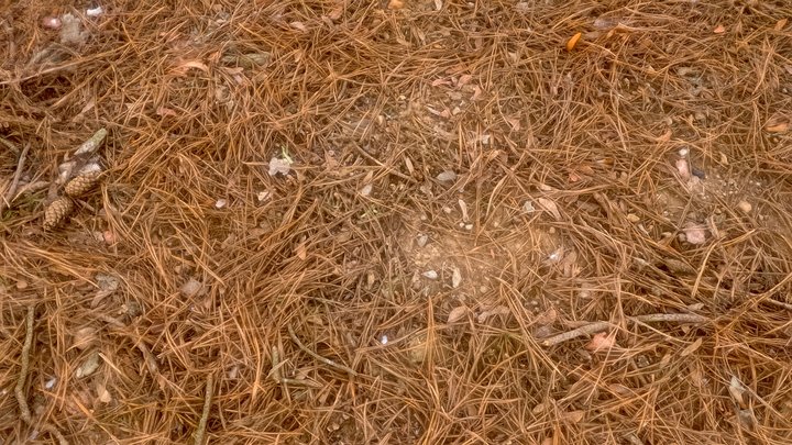 Forest pine tree needles ground soil - free