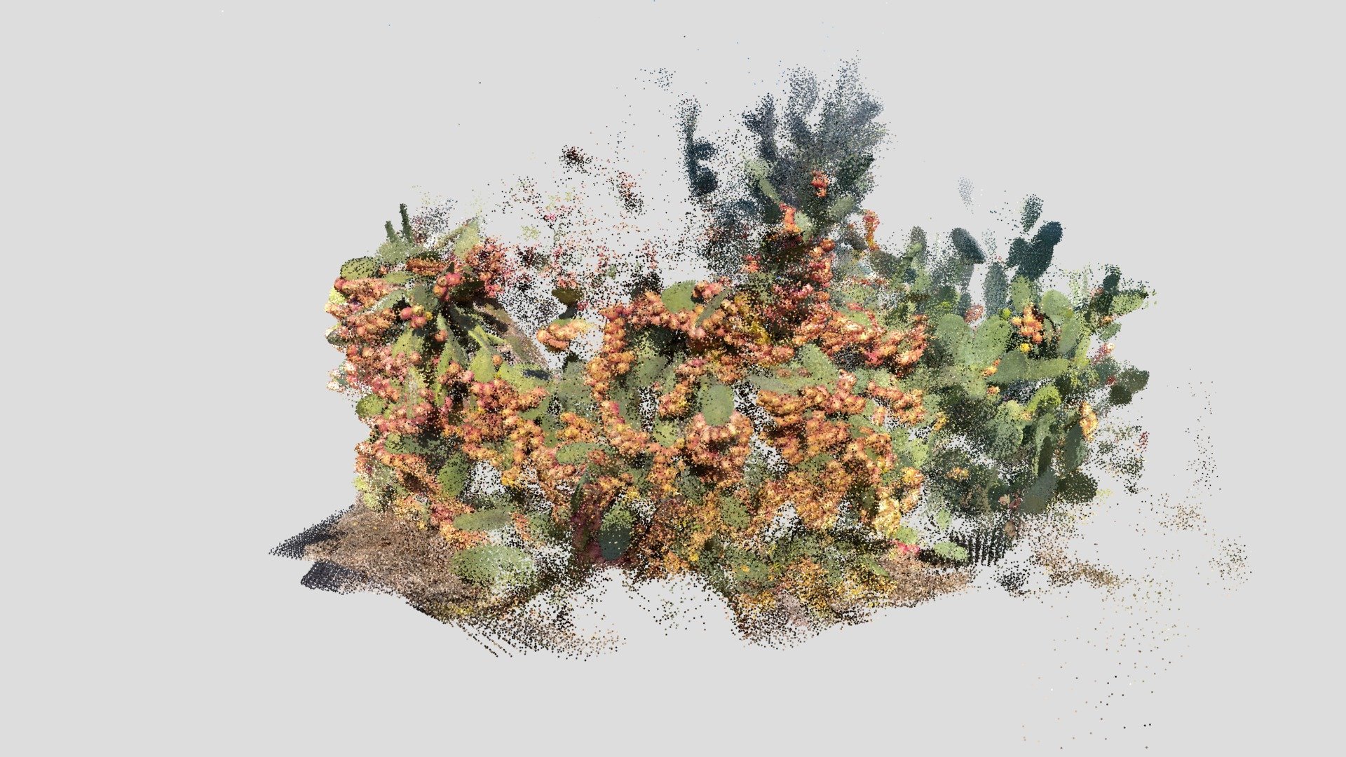 Prickly Pear cactus (Opuntia) - China Camp St Pk