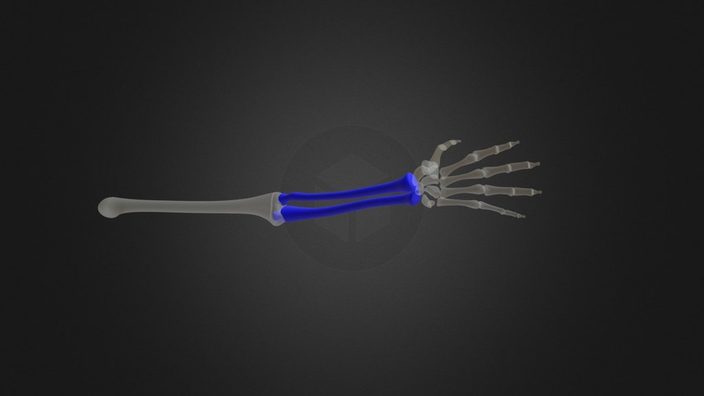 Radius And Ulna - 3D model by LEDez [c9fd999] - Sketchfab
