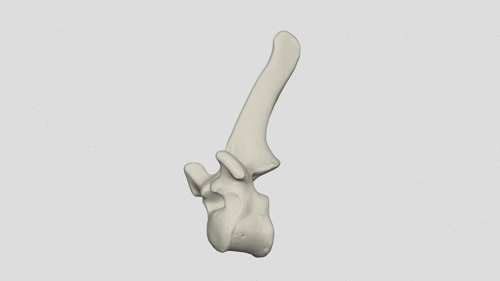Horse_Thoracic Vertebra 3D Model