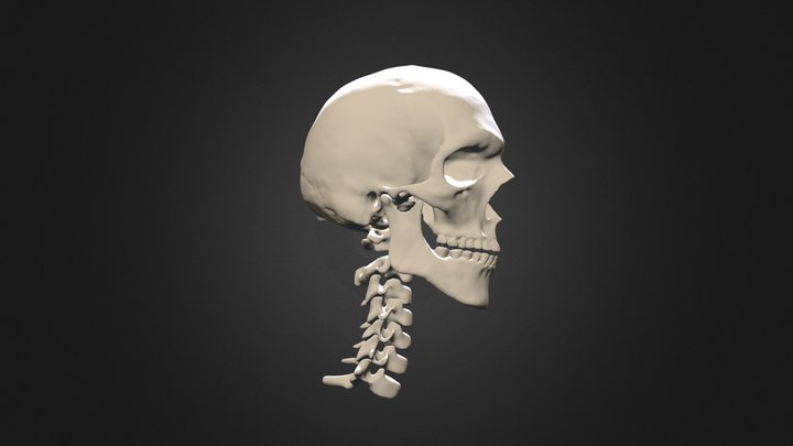 Skull + Brain - Visible Human Male 3D Model