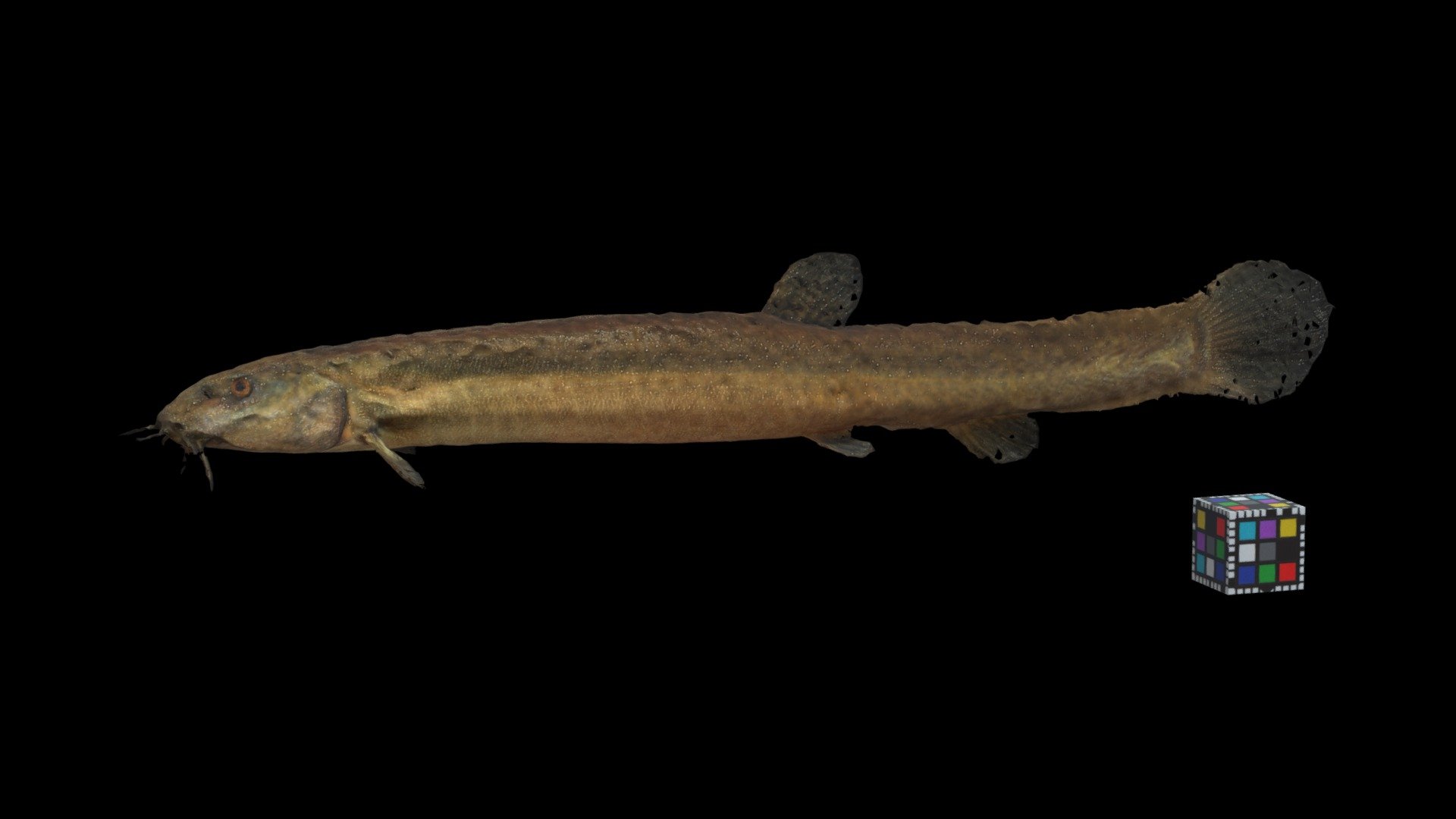 ドジョウ Weather loach, Misgurnus anguillicaudatus