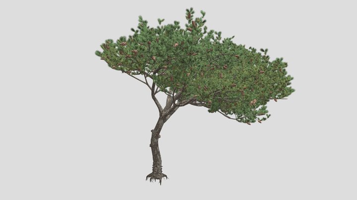 Italian Stone Pine Tree 3D Model