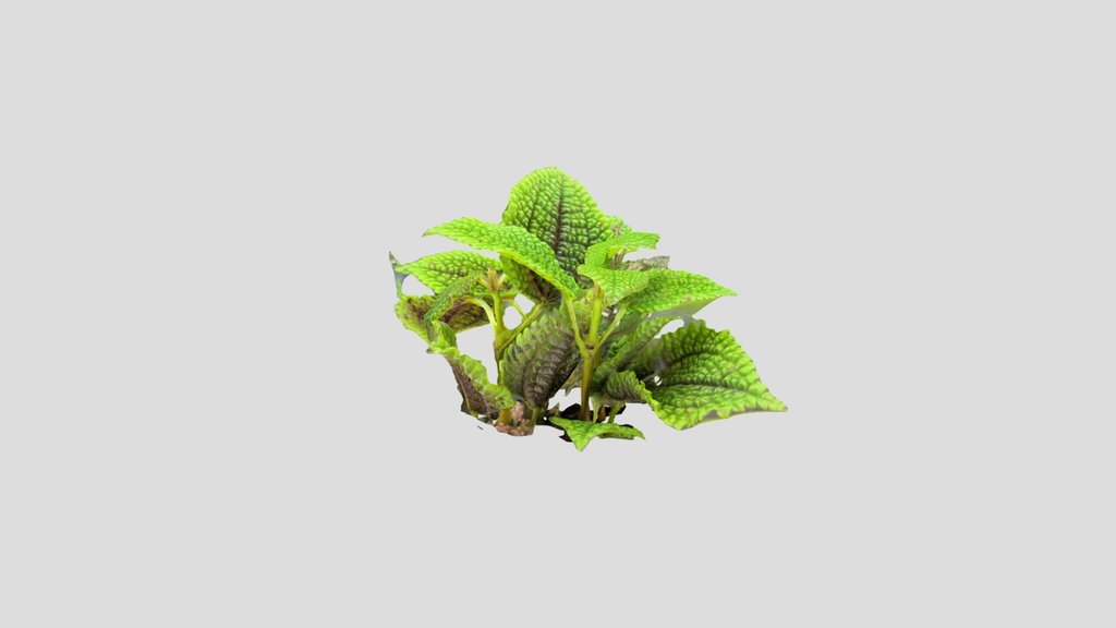 Pilea