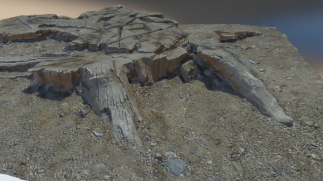 Tocón de ciprés 3D Model