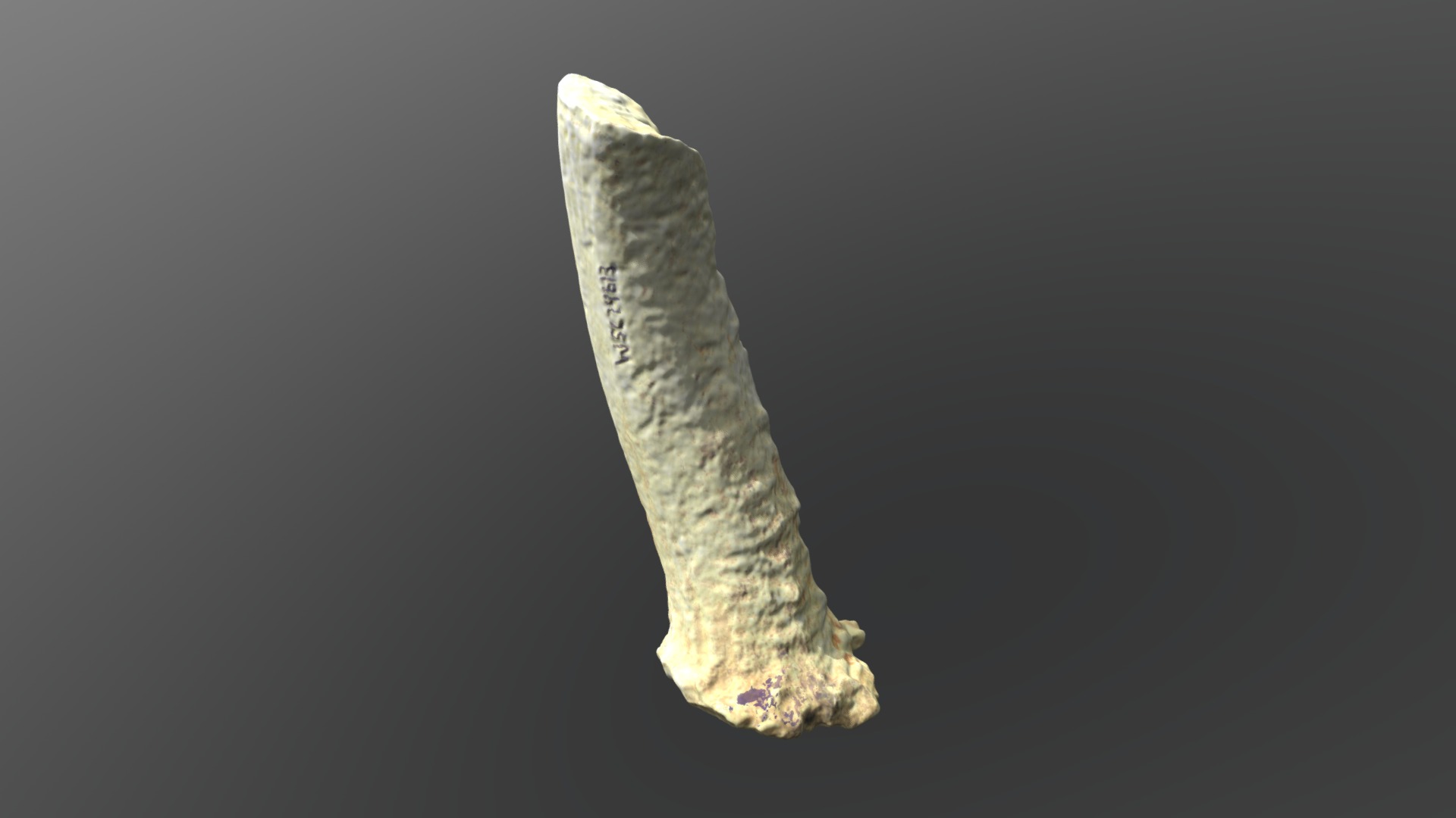 Pleistocene Deer Antler (VCU_3D_3148)