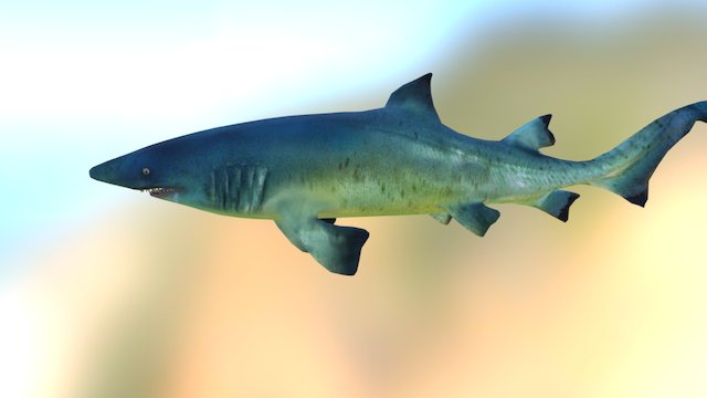 Charcharias Shark - lamniformes odontaspididae 3D Model