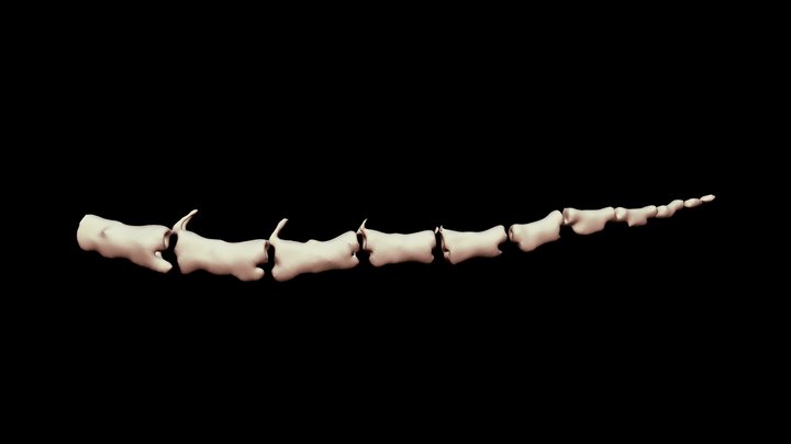 Correlophus ciliatus 3D Model