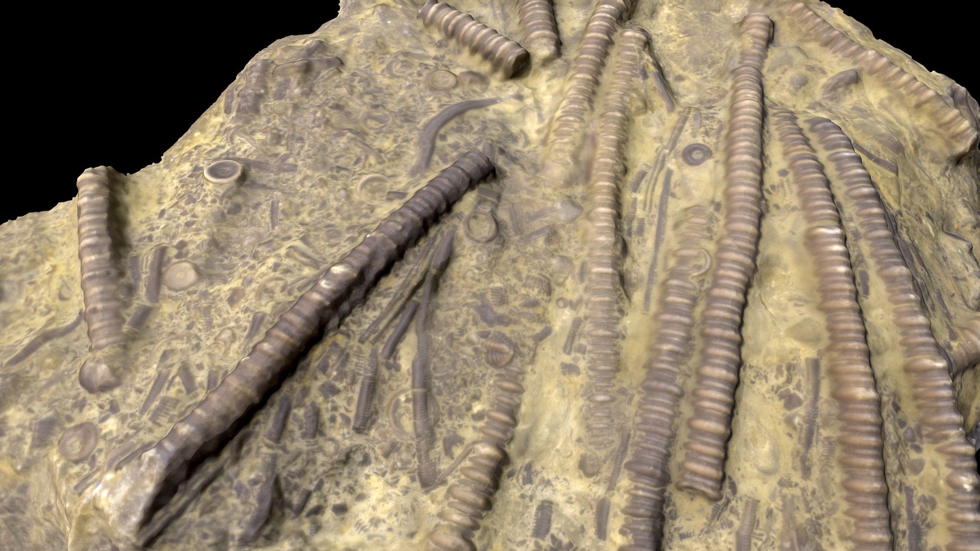 Crinoidal LST - 3D model by e.RocK [ca153fc] - Sketchfab
