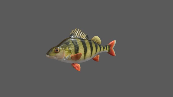 European Perch 3D Model