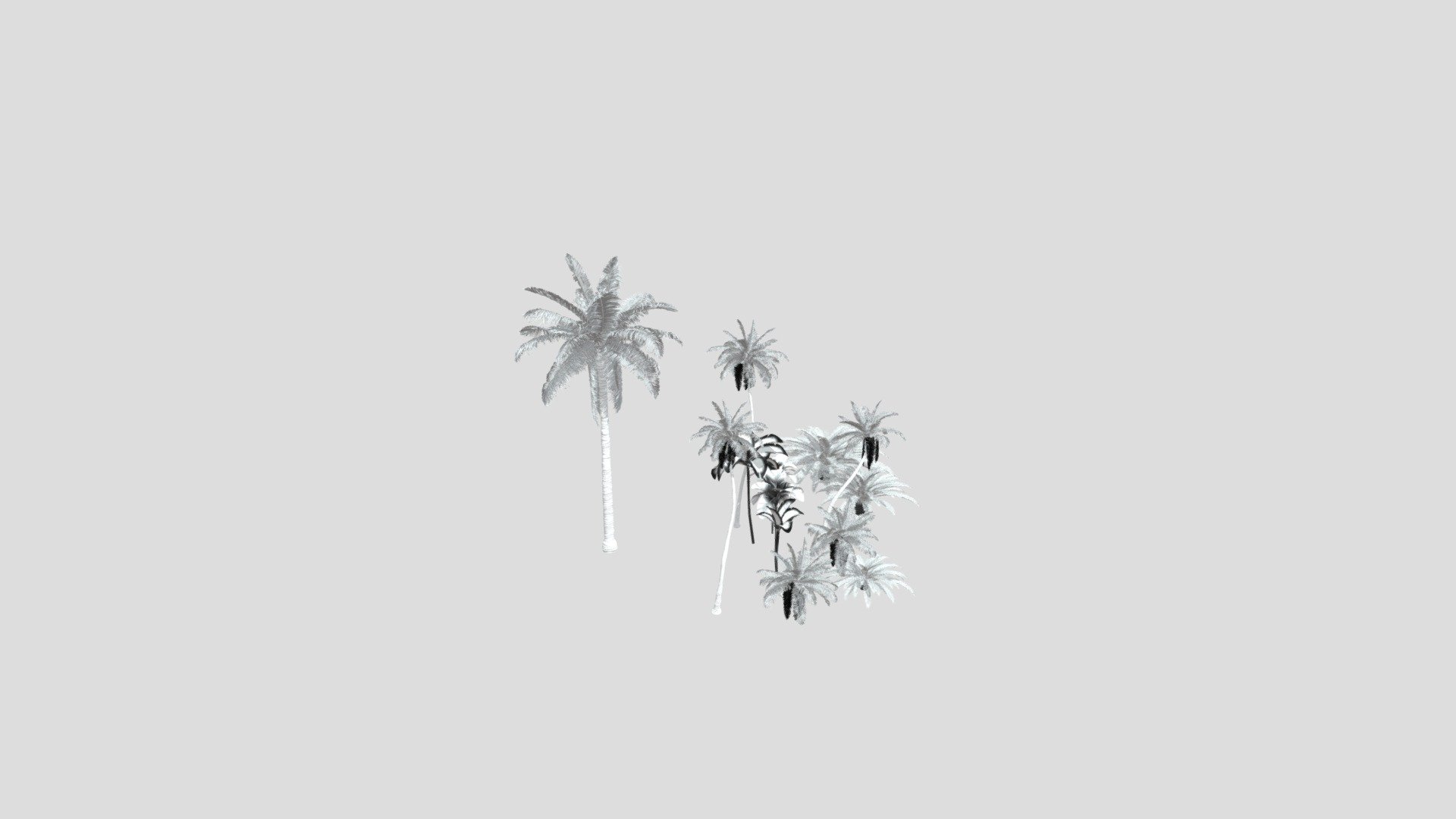tropical trees 10 + Collection