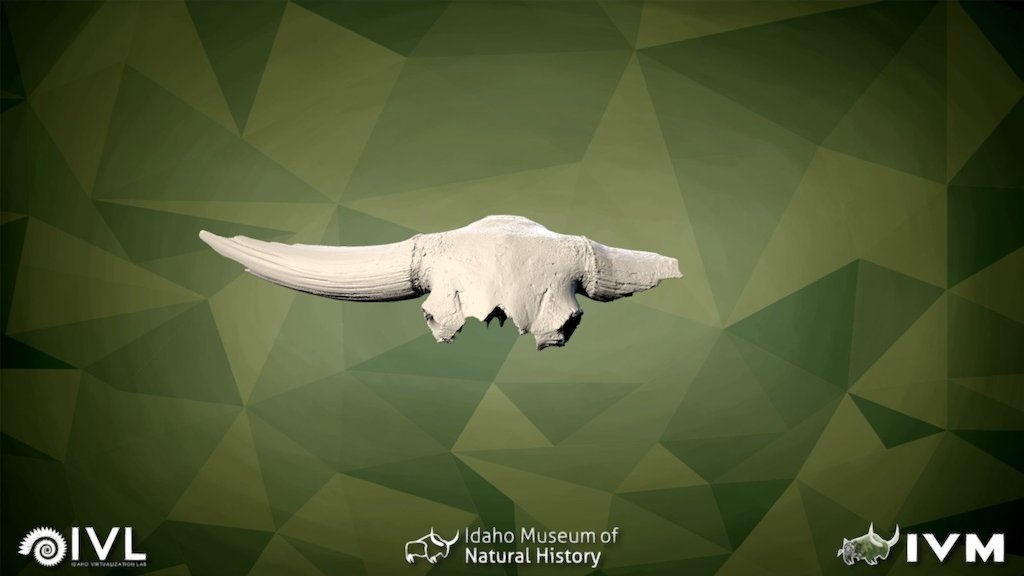 IMNH-65003-26604-Cranium&Horn Core