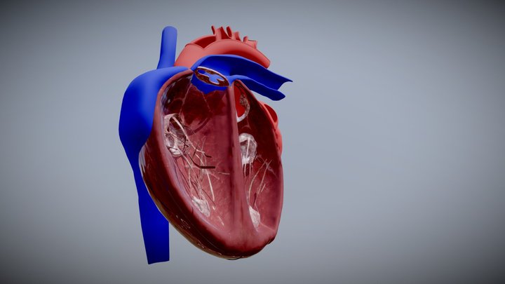 Heart 3D Model