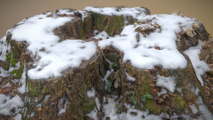 Huge Hollow Stump with snow - Raw Scan 3D Model