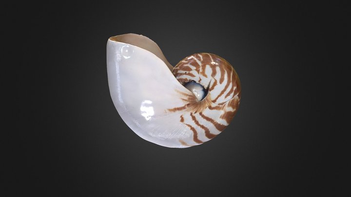 Nautilus shell 3D Model