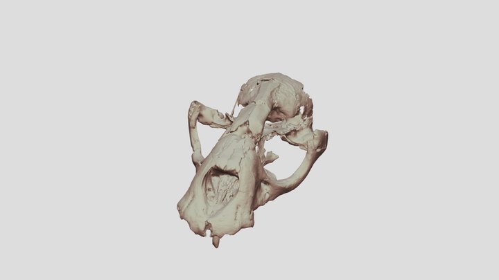 Allodesmus skull OCPC 5670 3D Model
