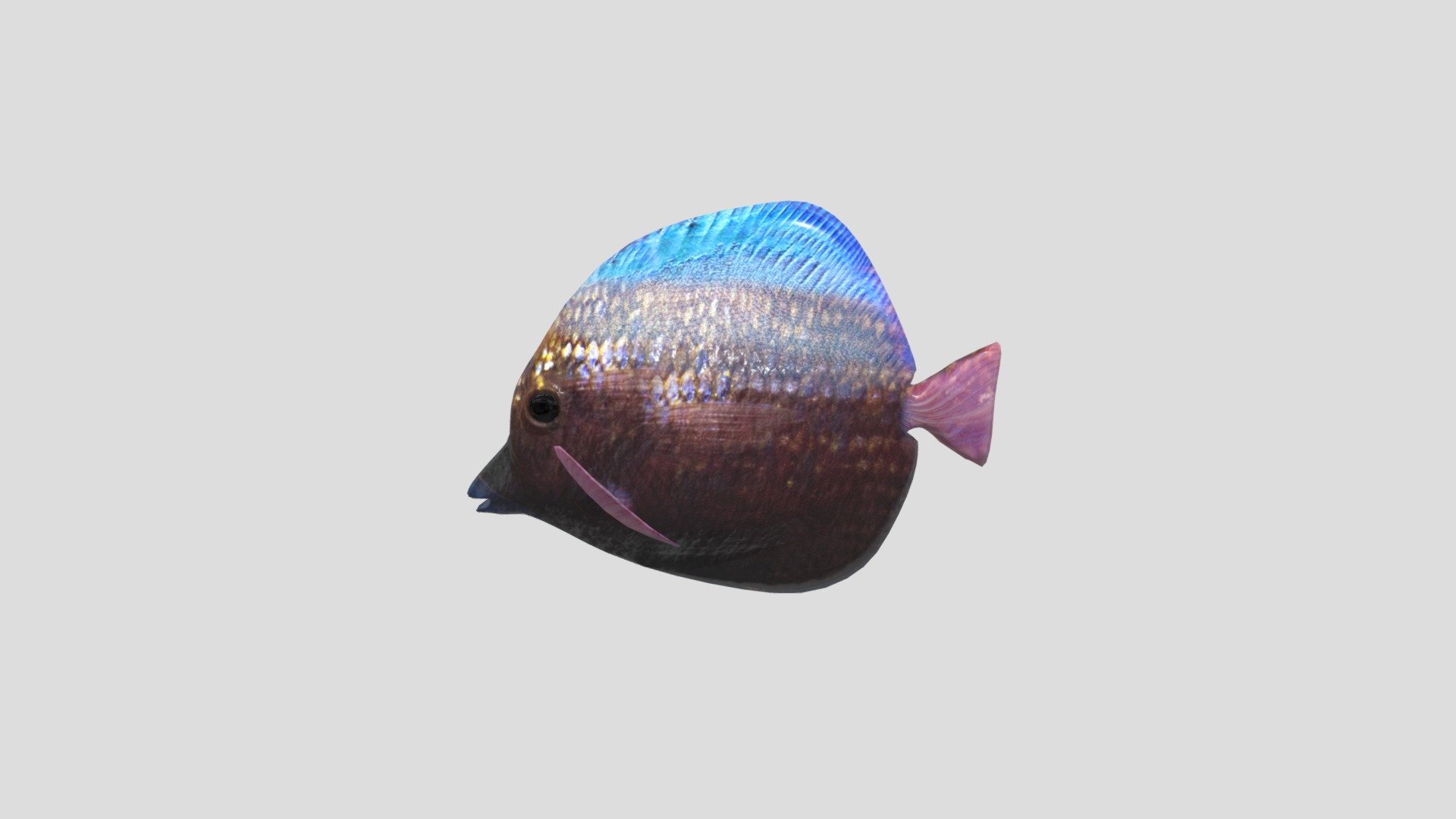Fish - Download Free 3D model by techneon [ca29977] - Sketchfab