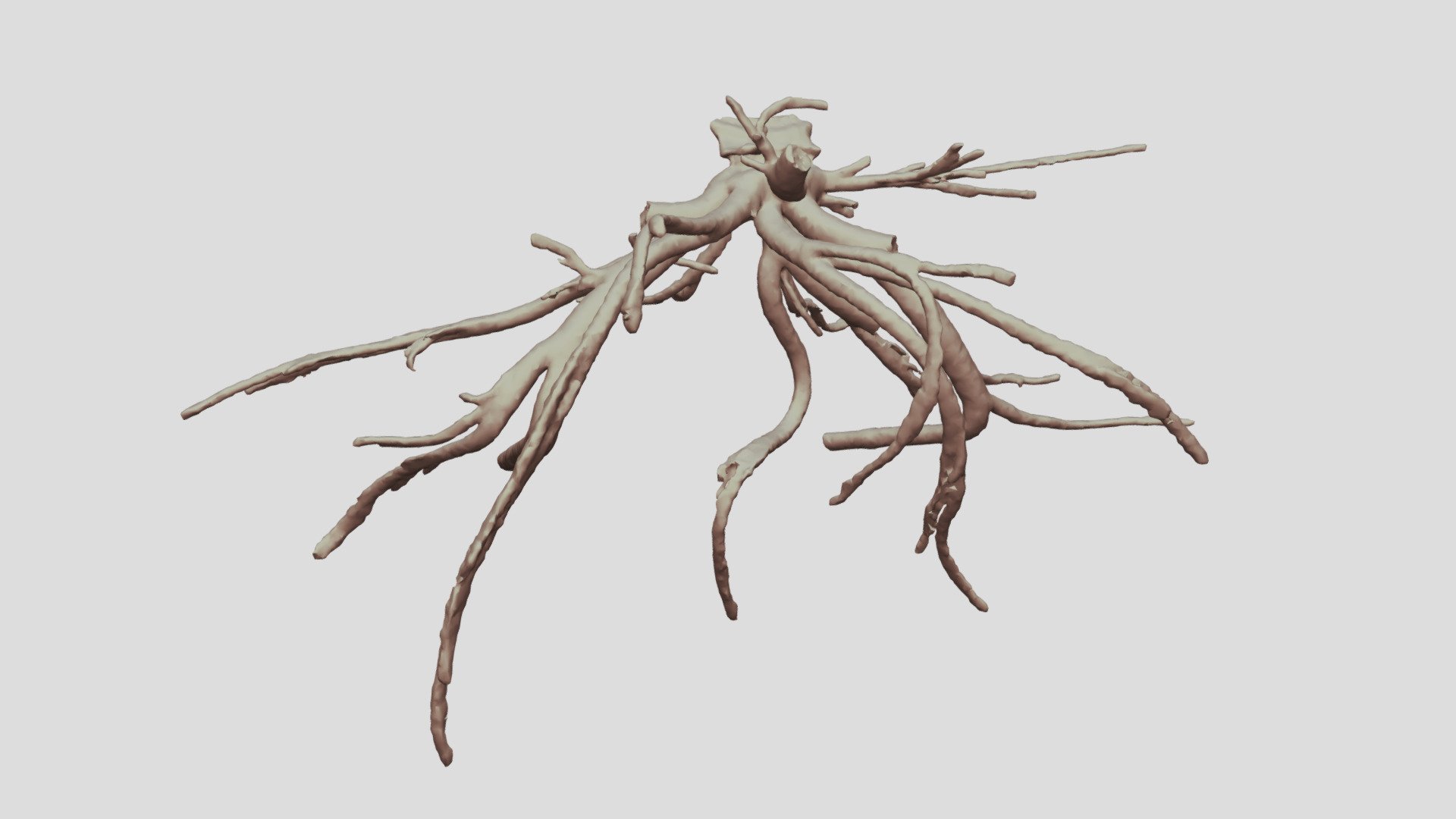 Cacosceles newmannii larva tracheae. Sample Nr15