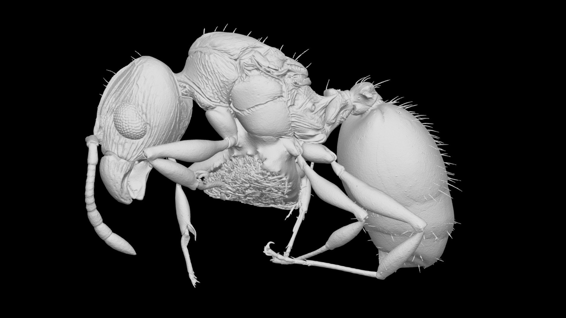 Pheidole ululevu Queen CASENT0185564