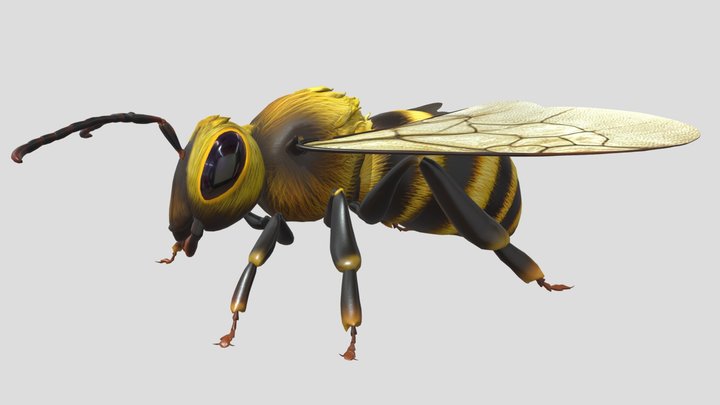 Honeybee