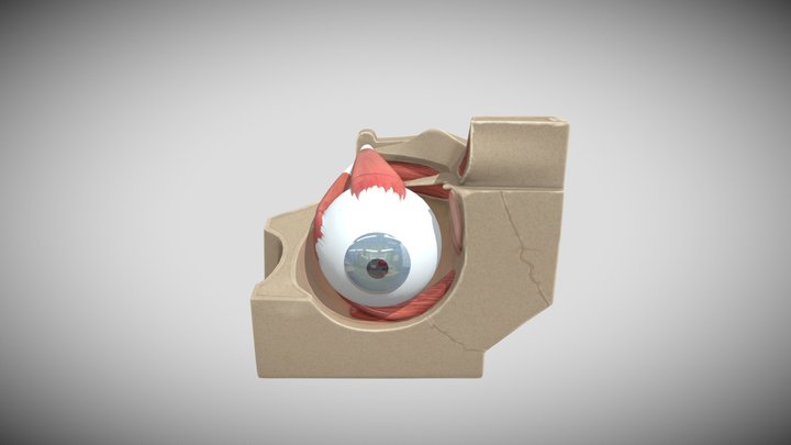 Ojo 3D Model