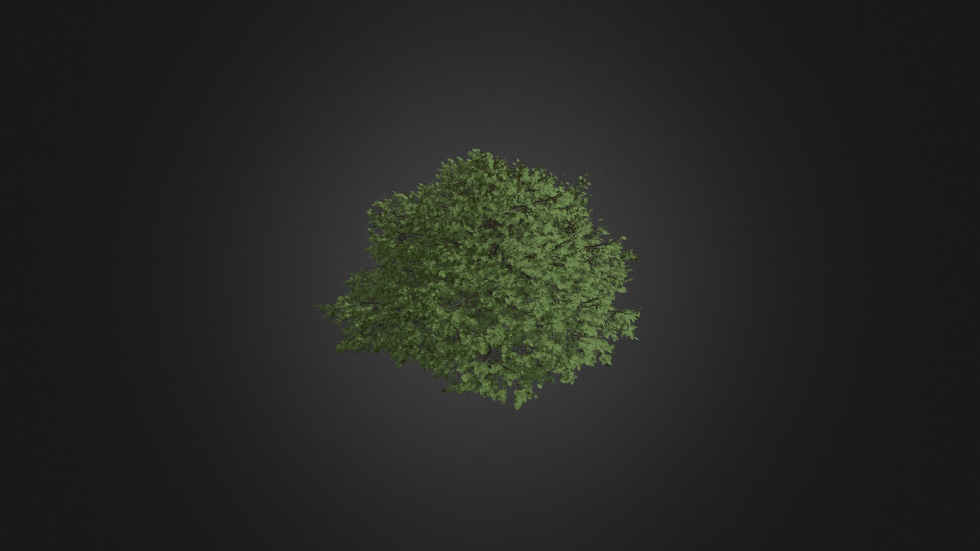 3D model Small-Leaved Lime 16 - This is a 3D model of the Small-Leaved Lime 16. The 3D model is about background pattern.