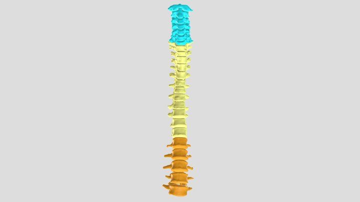 Human spinal column. 3D Model