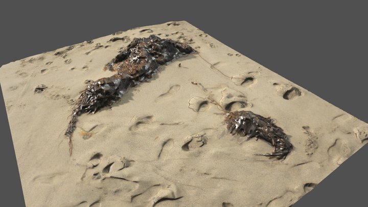 Laguna Kelp Large - Photoscan – Kostenloses 3D-Modell STL