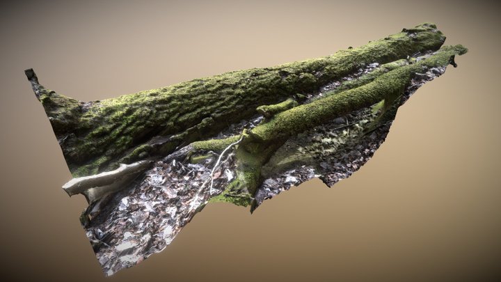 Tree Trunk 02 - Meshroom 3D Model
